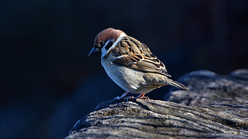 Small bird portrait, U, Wide 16:9 , background HD wallpaper