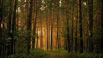 Landscape, Nature, Trees HD wallpaper
