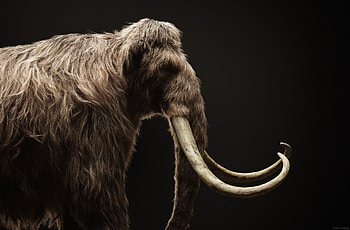 ArtStation mammoth, Mammoth artwork, Mammoth illustration, Mammoth digital art HD wallpaper