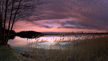 Nature, Sunset, Grass, Sky, Lilac, Shore, Bank, Evening, Ears, Spikes HD wallpaper