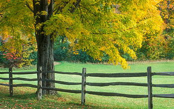 Landscape, Trees, Autumn HD wallpaper