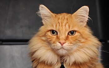 Animals, Cat, Fluffy, Muzzle HD wallpaper