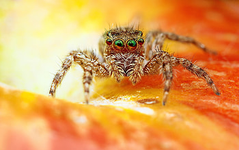 Spider Macro, macro, spider, animals HD wallpaper