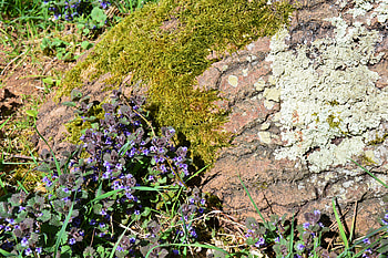 Woodland Colours., Woodland, Foliage, Moss, Tree HD wallpaper