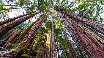 Redwood National Park, Redwood tree HD wallpaper