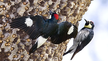 Woodpecker , -perfect bird, Nature's snapshot, Visual treat HD wallpaper