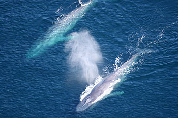 Blue Whale, , Whale HD wallpaper