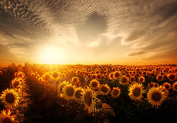 Sunflowers Sunset, sunflowers, sunset, nature HD wallpaper