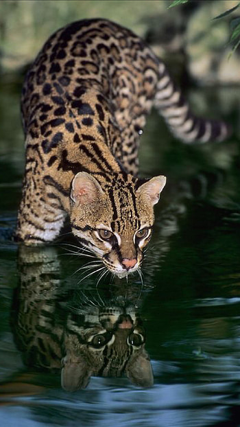 Ocelot, Wild cats, Beautiful creatures, Caucel inspiration HD phone wallpaper