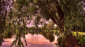 Willow tree , Nature's elegance, Serene beauty, Enchanting atmosphere HD wallpaper