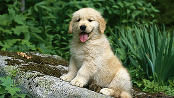 Animals, Grass, Sit, Puppy, Waiting, Expectation HD wallpaper