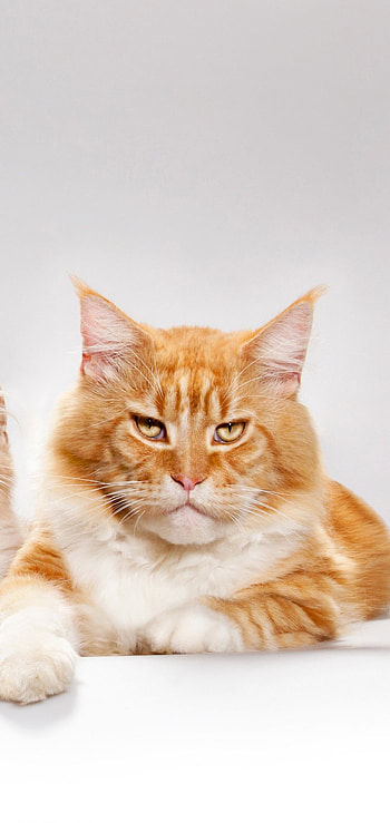 Red tabby, Maine Coon HD phone wallpaper