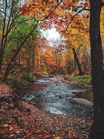Nature, Rivers, Trees, Autumn, Leaves HD phone wallpaper