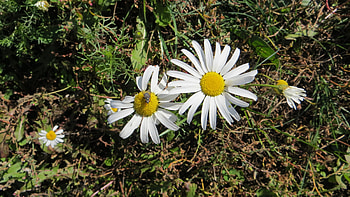 Margareta, still life, nature, margereta, flowers, sprin HD wallpaper