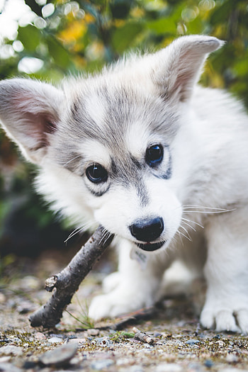 Animals, Dog, Playful, Puppy, Stick HD phone wallpaper