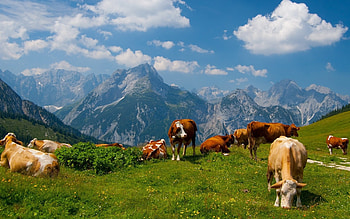 cows, green, clouds, sky, grass, mountains HD wallpaper