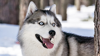 Siberian Husky, Stunning , Arctic landscapes, Wild beauty HD wallpaper