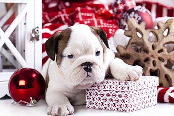 Cute Christmas, dog, animal, cute, Christmas HD wallpaper