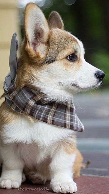 Cute Dog, Weish Corgi Dog HD phone wallpaper