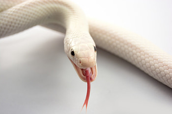 Animals, To Fall, Mouth, Snake, Albino, Language, Tongue HD wallpaper