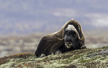 Face, Wool, Horns, Musk ox HD wallpaper