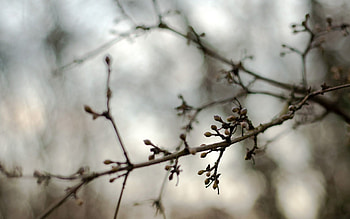 Nature, Branches, Branch, Spring, Kidney, Kidneys HD wallpaper