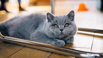 Cat, animal, kitten, grey HD wallpaper