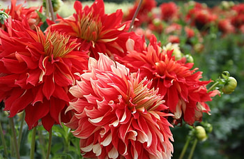 Flowers, Flower Bed, Flowerbed, Disbanded, Loose, Dahlias HD wallpaper