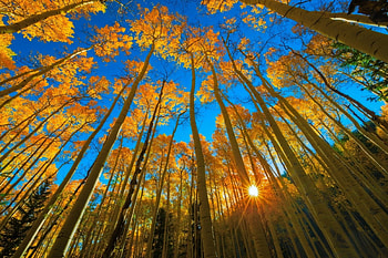 Aspen, Tree , Tranquility, Nature's artistry HD wallpaper