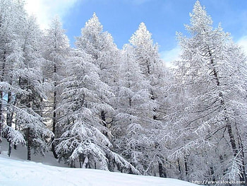 winter woods, winter, trees, nature, snow HD wallpaper