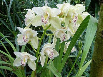 Flowers, Drops, Greens, Freshness, Orchids HD wallpaper