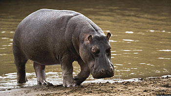 Hippo , High-definition , Stunning background, Wildlife beauty HD wallpaper