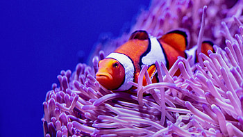 clownfish , Vibrant colors, quality, Exquisite graphs HD wallpaper