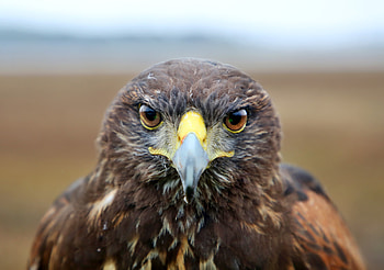 Flight protector, Tampa international airport hawk, Your flight guardian HD wallpaper