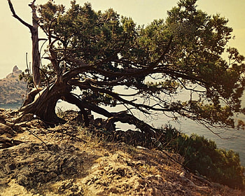 A LOVELY TREE, lovely, tree HD wallpaper