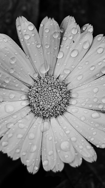Black Flowers, Black And White, Background HD phone wallpaper