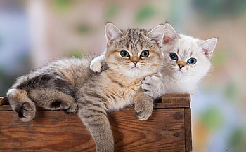 Cats, kitten, kitty, cute, beautiful, paws, cat face, pretty, face, lovely HD wallpaper
