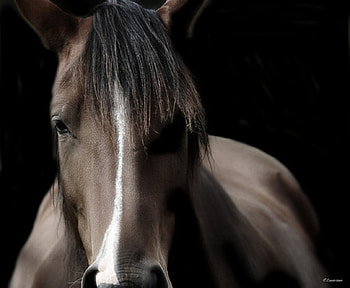 Get Closer, horses, brown, bay, mustang, dark HD wallpaper