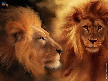 lion, cool, fear HD wallpaper