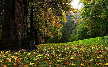 Landscape, Autumn HD wallpaper