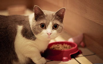 Animals, Food, Cat, Muzzle, Bowl, Sight, Opinion HD wallpaper