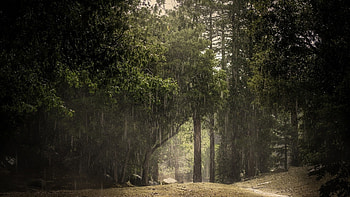 Rainy forest HD wallpaper