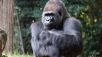 Gorilla , High-resolution crop, Visual masterpiece, Stunning details HD wallpaper