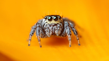 Spider, Jumping spider , Macro graphy, Arachnid beauty HD wallpaper