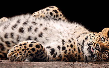 Animals, Leopards HD wallpaper