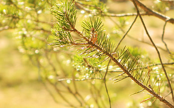 Nature, Needle, Pine, Macro, Shine, Light, Branch, Prickles, Thorns, Sunny HD wallpaper