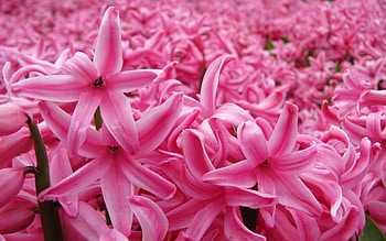 Flower , Natural beauty, Vibrant colors, Floral enchantment HD wallpaper