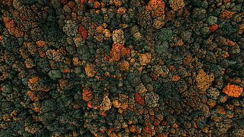 Nature, Trees, Autumn, View From Above, Forest HD wallpaper