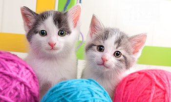 Kittens, blue, kitten, animal, cute, cat, pisica, pink, wool ball, couple HD wallpaper