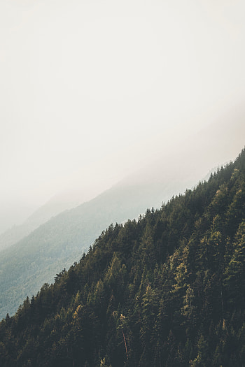 Landscape, Nature, Mountains, Forest, Fog, Slopes HD phone wallpaper